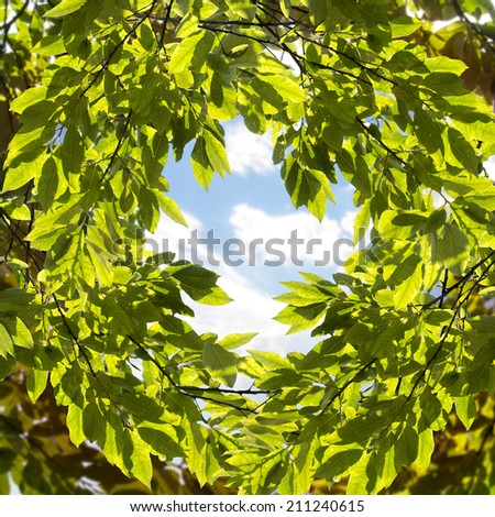 A look through the circle of branches and green leaves on blue sky background