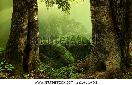 Landscape with old massive trees and mossy stones