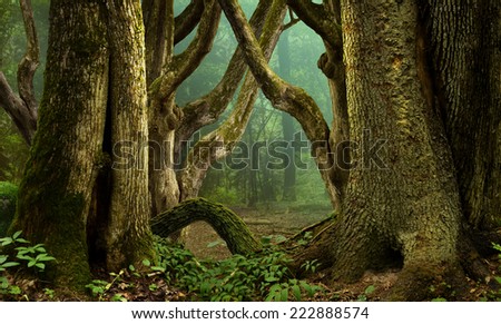 Fantasy forest with mossy crooked  trees