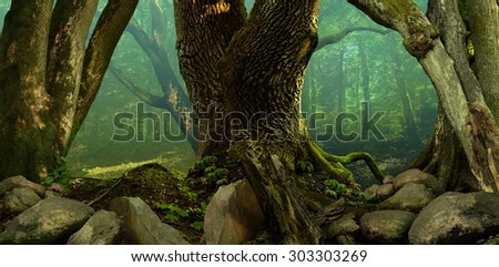 Forest panorama landscape with old mossy crooked trees and rocks