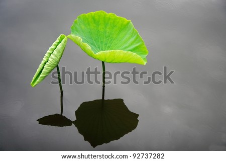 Lotus leaves Lotus leaves in the still water  and their reflection