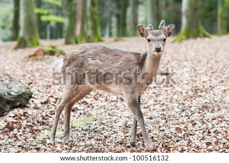 cute young sika deer fawn (lat. Cervus nippon) standing in the forest