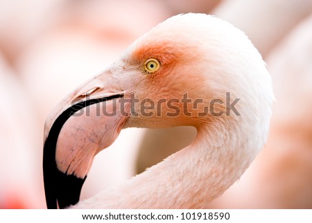 Portait of a flamingo (lat. Phoenicopteridae), captive