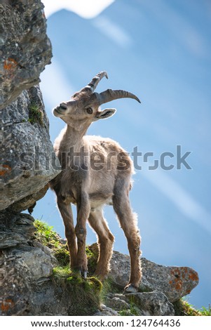 young alpine ibex (lat. Capra ibex) on Brienzer Rothorn, Switzerland
