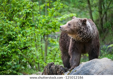 brown bear (lat. ursus arctos) stainding in the forest