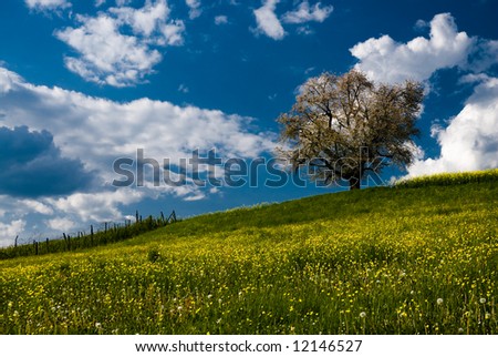 single cherry tree in spring on green field with blue sky.