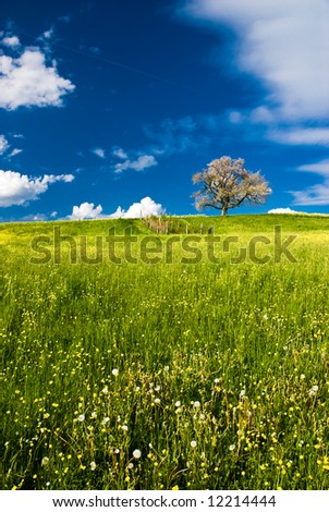 single cherry tree in spring on green field with blue sky