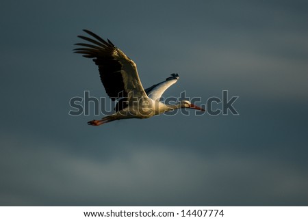 Flying stork with dark clouds in background.