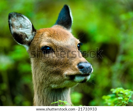portrait of a curious looking sika deer (lat. Cervus nippon), focus is on the eyes