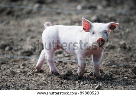 Cute happy baby pig with ear tag