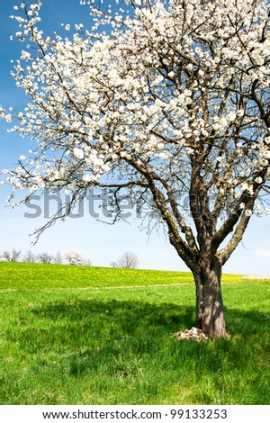 Blossoming cherry tree on green meadow in spring