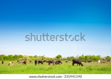 A herd of cows grazing on a meadow in a summer sunny day