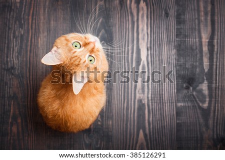 Red cat looking up sitting on the wooden background