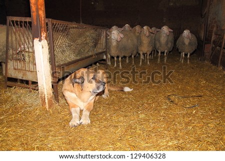 Lions or Spanish Mastiff, caring herd sheep in the flock. Assaf ewes.