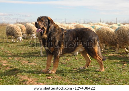 Spanish Mastiff or lions, Assaf sheep herd. Zuares of Paramo, Leon.