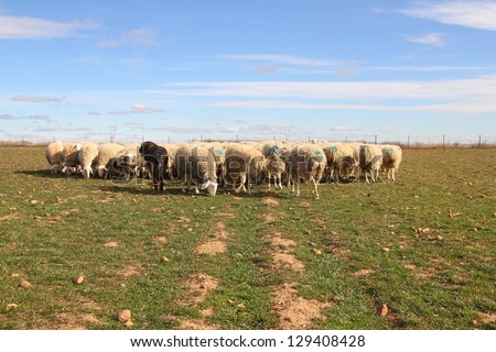 Lions or Spanish Mastiff, protecting sheep grazing herd. Assaf ewes.