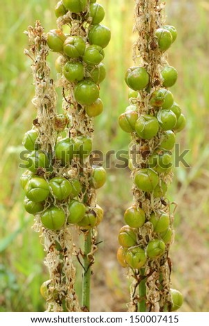 Asphodelus aestivus. Fruit, seed capsules Common Asphodel