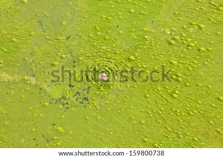Algae in water. Reservoir Table, Jimenez de Jamuz, Leon.