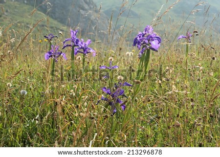 Iris latifolia. Blue Lily. Somiedo Natural Park, Asturias.
