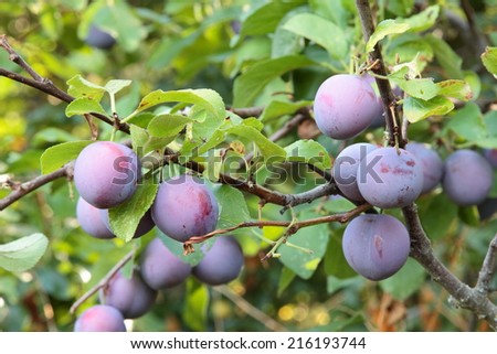 Wild purple plums. Plum fruit.