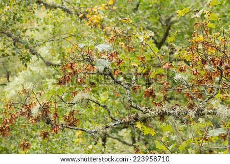 Acer pseudoplatanus. Pradano seeds. Reserve Natural Integral Muniellos, Asturias.