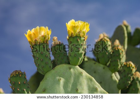 Opuntia ficus indica. Prickly pear flowers, prickly pear, cactus.