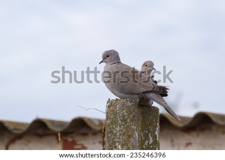 Turks doves. Eurasian collared dove. Streptopelia decaocto.