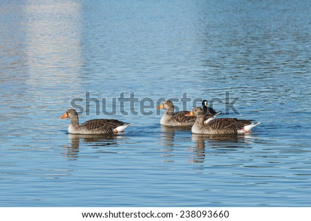 Greylag Geese. Anser anser. Coot. Fulica atra. Reserve Natural Lagoons de Villafafila, Zamora.