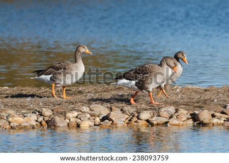 Anser anser. Greylag Geese. Reserve Natural Lagoons de Villafafila, Zamora.