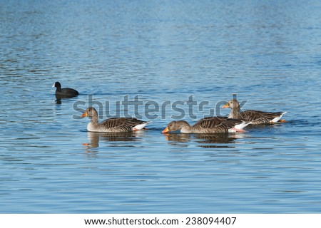 Greylag Geese. Anser anser. Coot. Fulica atra. Reserve Natural Lagoons de Villafafila, Zamora.