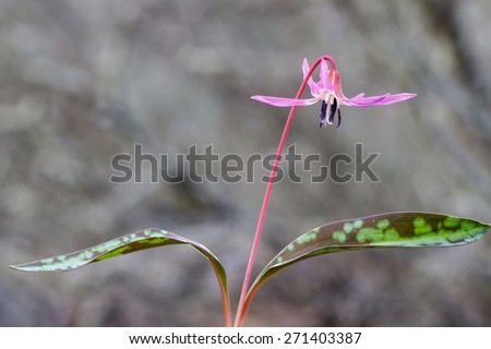 Ground Teeth of the Dog with flower. Mantecon. Erythronium dens canis.