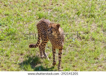 Cheetah on the prairie. Acinonyx jubatus.