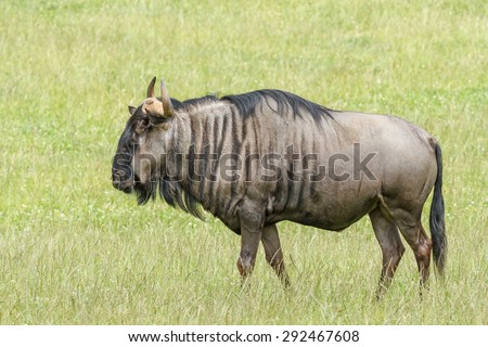 Blue Wildebeest on the prairie. Connochaetes taurinus.
