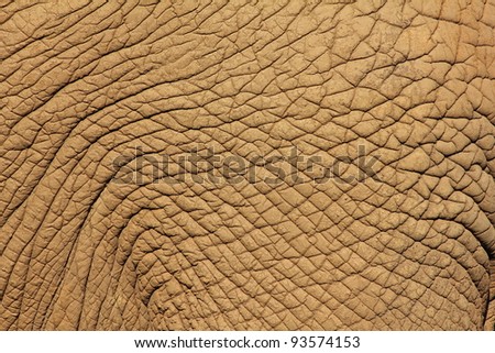 African Elephant Skin. Nature Park Cabarceno, Cantabria.