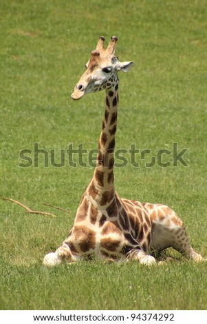 A Giraffe Sitting