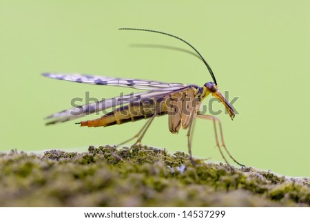 a female scorpion fly posing