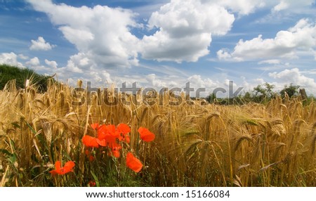 a nature scene ; a golden field under a blue sky and some poppy's in the foreground