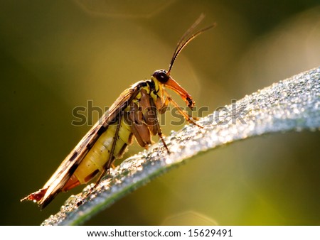 a scorpion fly posing in back light -     