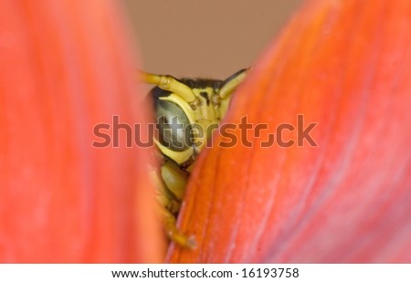 a detail of a tiny wasp hiding in the leaves of a flower