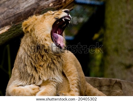 roaring lion