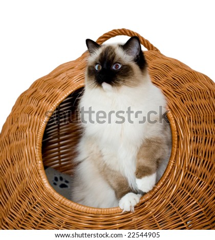 ragdoll cat breeders