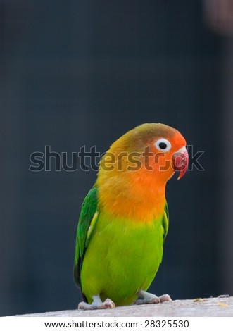 images of lovebirds. stock photo : love birds