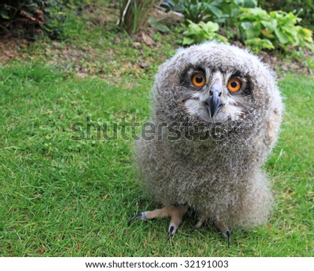 stock photo a baby owl 3 weeks old Bubo bubo or Eurasian Eagle