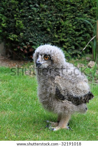 A Baby Owl