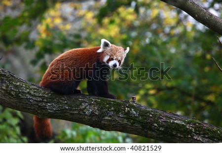 red panda ( Ailurus fulgens ) or lesser panda