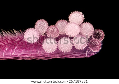 pollen grains and pistil - stigma lavatera / stack with 80 pictures / darkfield