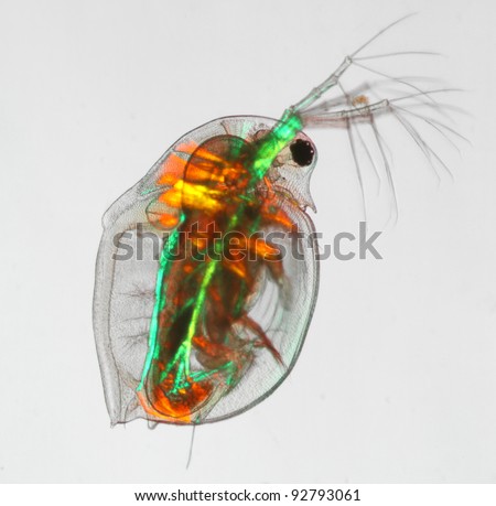 water flea daphnia pulex muscles in polarized light
