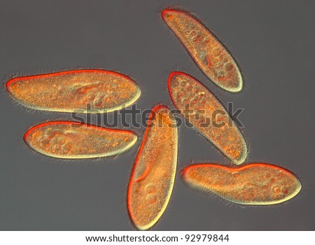 Paramecium Caudatum Aspidisca Livejournal