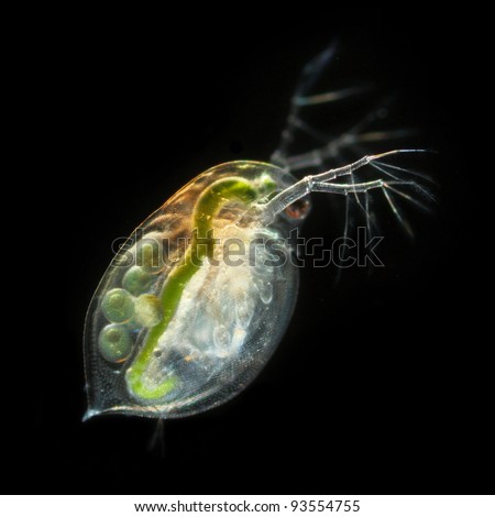 Daphnia pulex - water flea eggs, darkfield