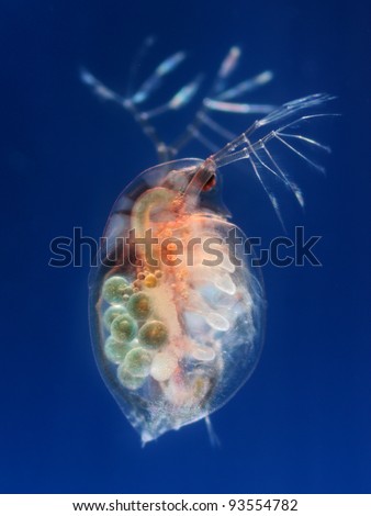 Daphnia pulex - water flea eggs, blue background